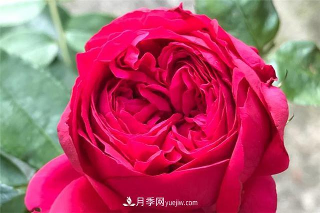 推薦給小白花友這6種月季花，扔到土里就能活(圖3)