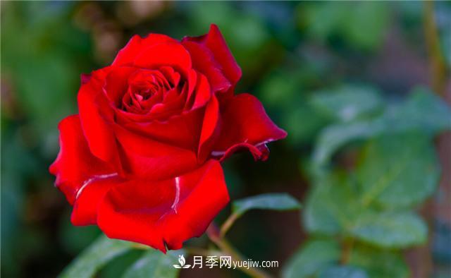 推薦給小白花友這6種月季花，扔到土里就能活(圖4)
