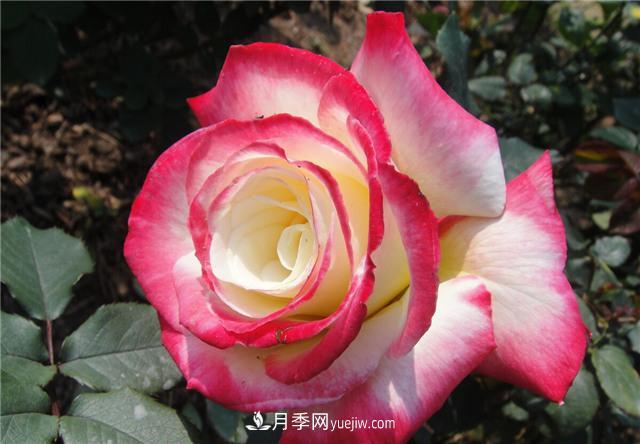 推薦給小白花友這6種月季花，扔到土里就能活(圖5)