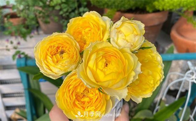 推薦給小白花友這6種月季花，扔到土里就能活(圖6)