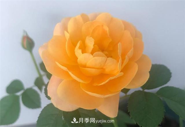 推薦給小白花友這6種月季花，扔到土里就能活(圖7)
