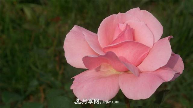 紅蜘蛛是月季花的天敵，有3種方法輕松消滅(圖2)