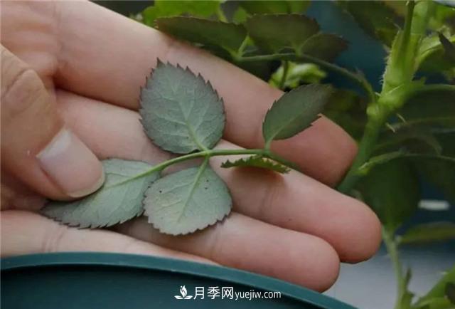 紅蜘蛛是月季花的天敵，有3種方法輕松消滅(圖3)