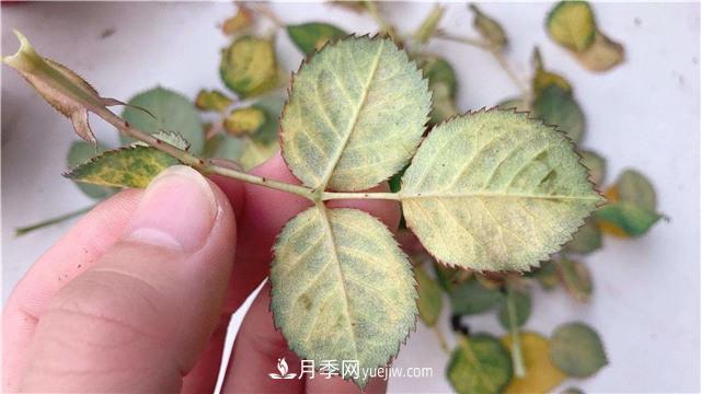 紅蜘蛛是月季花的天敵，有3種方法輕松消滅(圖1)