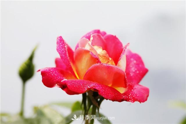 秋冬季節(jié)，月季花如何施肥和除蟲(圖1)