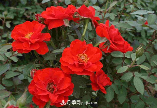十月養(yǎng)月季，三個(gè)動(dòng)作“虐一虐”，15天催新筍，綻放層疊群花(圖2)
