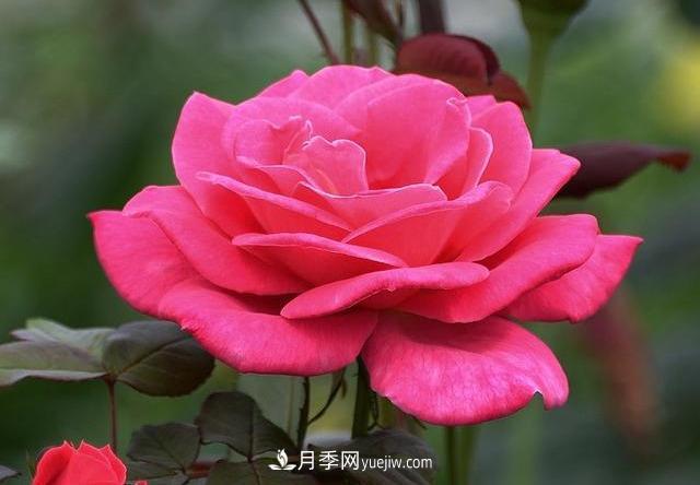 十月養(yǎng)月季，三個(gè)動(dòng)作“虐一虐”，15天催新筍，綻放層疊群花(圖3)
