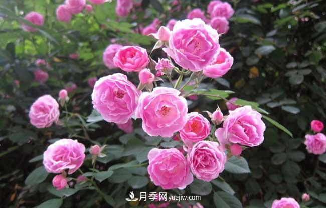 十月養(yǎng)月季，三個(gè)動(dòng)作“虐一虐”，15天催新筍，綻放層疊群花(圖4)