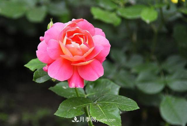 十月養(yǎng)月季，三個(gè)動(dòng)作“虐一虐”，15天催新筍，綻放層疊群花(圖1)