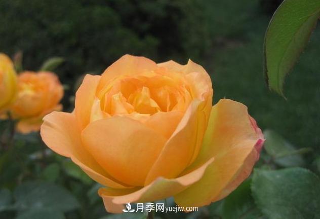 十月養(yǎng)月季，三個(gè)動(dòng)作“虐一虐”，15天催新筍，綻放層疊群花(圖5)