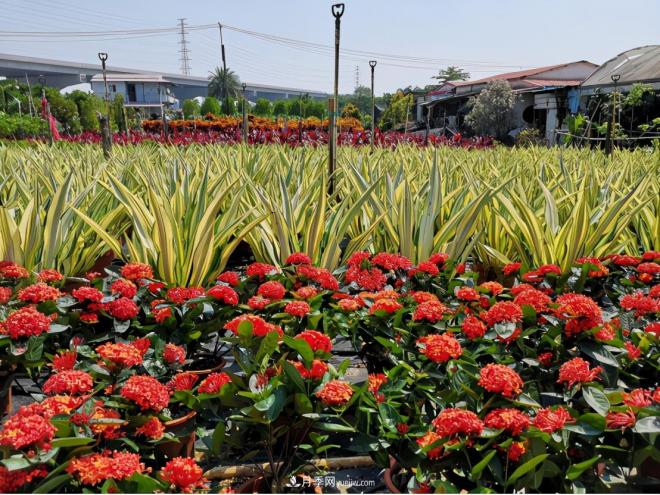 廣東省中山市橫欄鎮(zhèn)，這個(gè)3萬(wàn)畝的花木之鄉(xiāng)，畝均年產(chǎn)值竟達(dá)10萬(wàn)元(圖4)