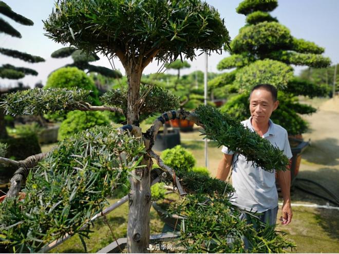 廣東省中山市橫欄鎮(zhèn)，這個(gè)3萬(wàn)畝的花木之鄉(xiāng)，畝均年產(chǎn)值竟達(dá)10萬(wàn)元(圖5)