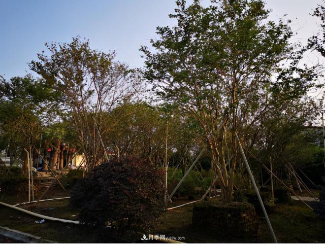 廣東省中山市橫欄鎮(zhèn)，這個(gè)3萬(wàn)畝的花木之鄉(xiāng)，畝均年產(chǎn)值竟達(dá)10萬(wàn)元(圖7)
