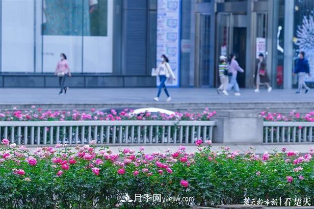 相約金秋，一場(chǎng)月季旋風(fēng)吹遍武漢漢陽(yáng)三鎮(zhèn)！氣場(chǎng)強(qiáng)大堪比春天(圖1)
