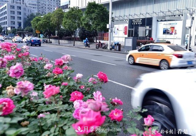相約金秋，一場(chǎng)月季旋風(fēng)吹遍武漢漢陽(yáng)三鎮(zhèn)！氣場(chǎng)強(qiáng)大堪比春天(圖2)