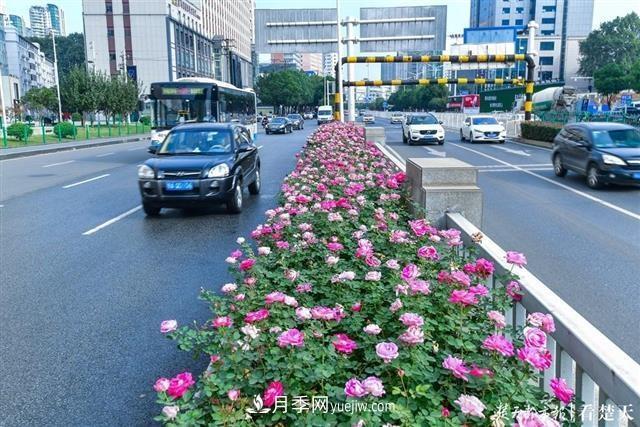 相約金秋，一場(chǎng)月季旋風(fēng)吹遍武漢漢陽(yáng)三鎮(zhèn)！氣場(chǎng)強(qiáng)大堪比春天(圖3)