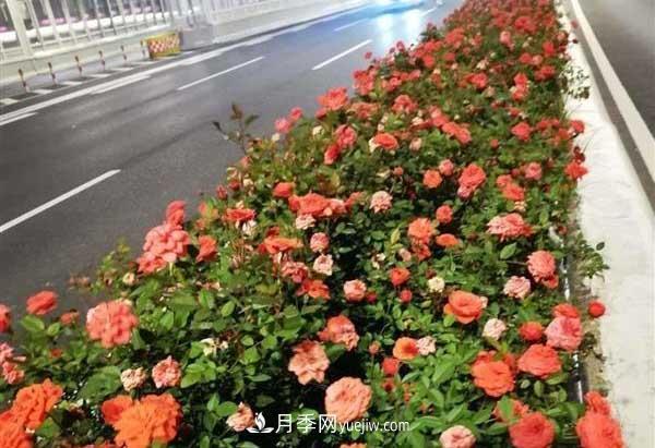 相約金秋，一場(chǎng)月季旋風(fēng)吹遍武漢漢陽(yáng)三鎮(zhèn)！氣場(chǎng)強(qiáng)大堪比春天(圖4)