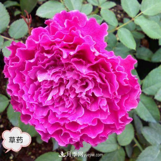 十月，月季栽種好時(shí)節(jié)，一堆月季小苗品種推薦(圖1)