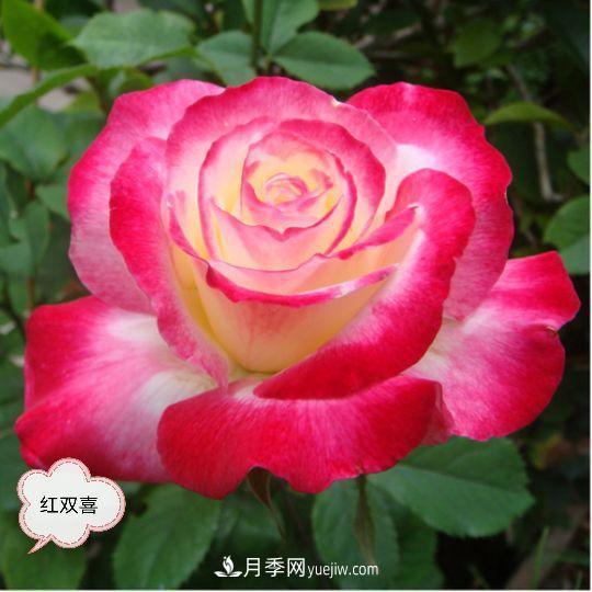 十月，月季栽種好時(shí)節(jié)，一堆月季小苗品種推薦(圖25)