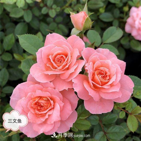 十月，月季栽種好時(shí)節(jié)，一堆月季小苗品種推薦(圖23)