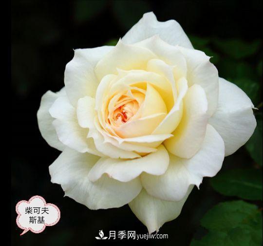 十月，月季栽種好時(shí)節(jié)，一堆月季小苗品種推薦(圖18)