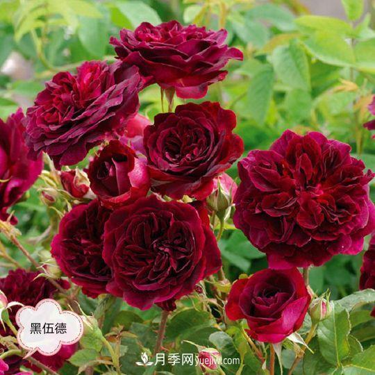 十月，月季栽種好時(shí)節(jié)，一堆月季小苗品種推薦(圖15)