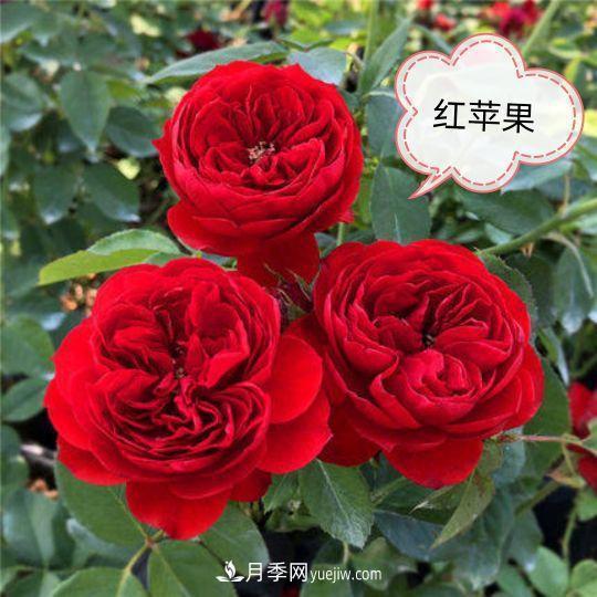 十月，月季栽種好時(shí)節(jié)，一堆月季小苗品種推薦(圖4)