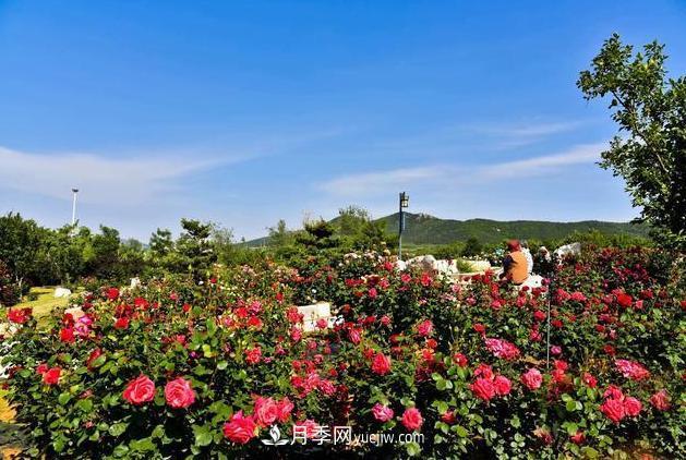 萊州月季之都，***浪漫的月季花海！看這里！(圖1)