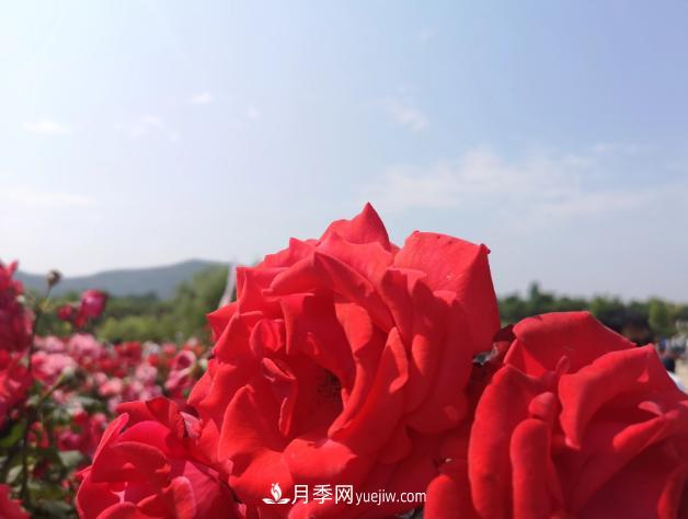 萊州月季之都，***浪漫的月季花海！看這里！(圖2)