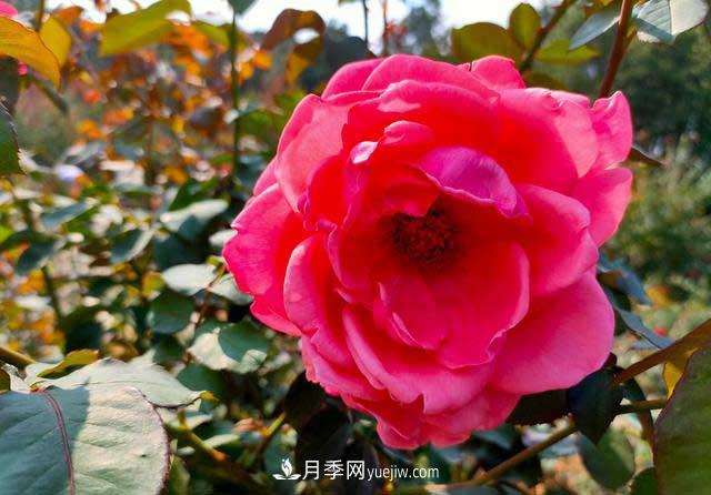 《七絕·月季花》月月飄香月月紅，丹葩弄影笑秋風(fēng)(圖1)