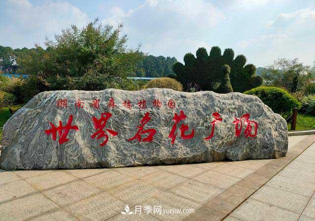 《七絕·月季花》月月飄香月月紅，丹葩弄影笑秋風(fēng)(圖2)