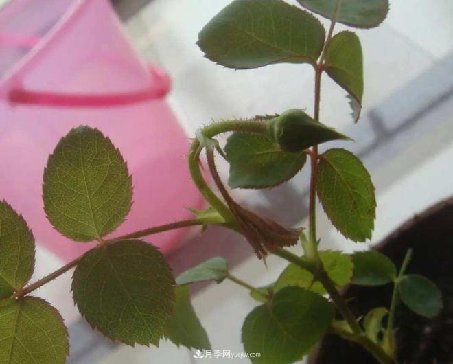 陽臺養(yǎng)好月季花技巧，秋天也能有滿滿收獲(圖3)