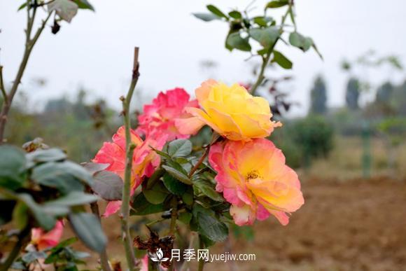 美若仙境！山東滕州市北辛街道這片醉人的月季花海等你來看(圖1)