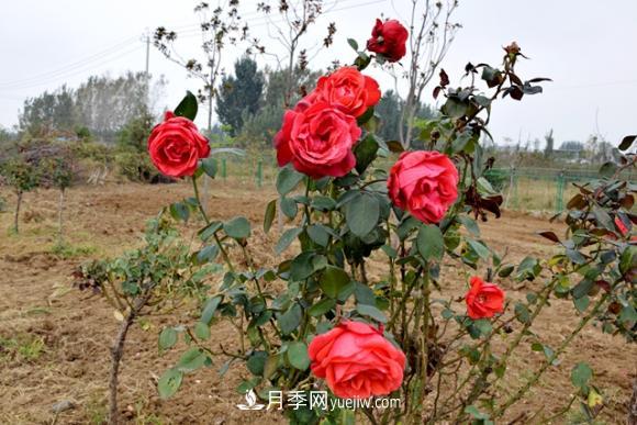 美若仙境！山東滕州市北辛街道這片醉人的月季花海等你來看(圖3)