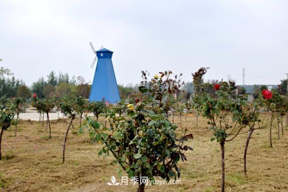 美若仙境！山東滕州市北辛街道這片醉人的月季花海等你來看(圖4)