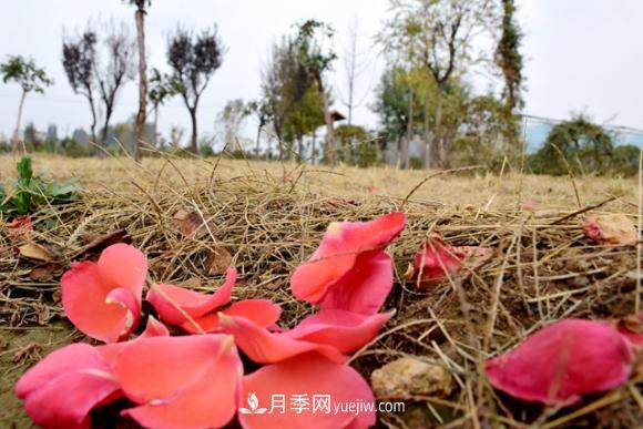 美若仙境！山東滕州市北辛街道這片醉人的月季花海等你來看(圖6)