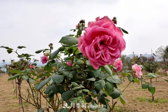 美若仙境！山東滕州市北辛街道這片醉人的月季花海等你來看(圖5)