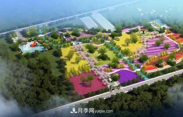 山東滕州北辛街道建成一座月季花海，總占地100畝真漂亮！(圖1)
