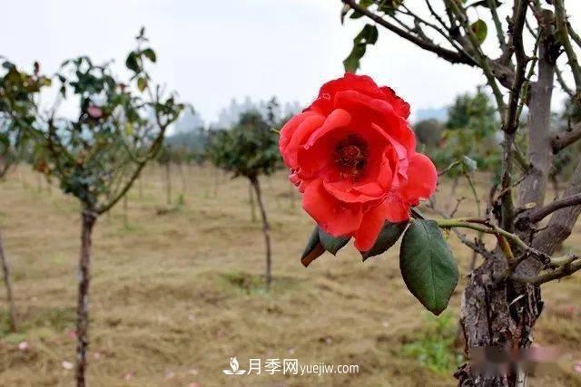 山東滕州北辛街道建成一座月季花海，總占地100畝真漂亮！(圖6)
