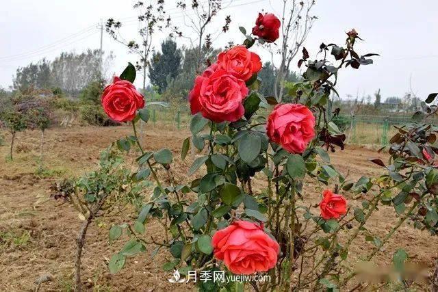 山東滕州北辛街道建成一座月季花海，總占地100畝真漂亮！(圖7)