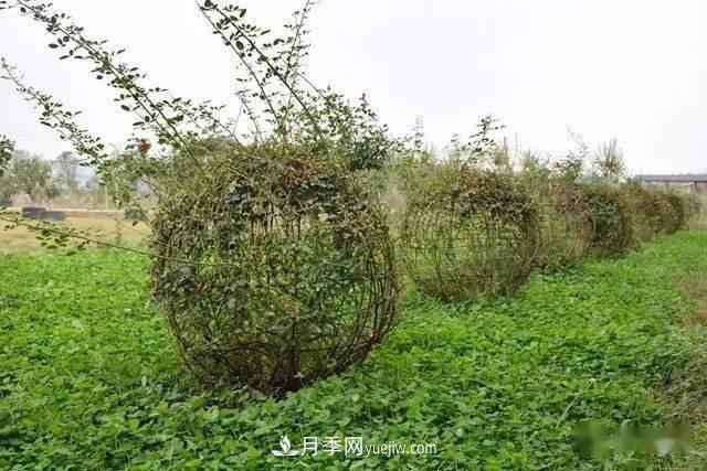 山東滕州北辛街道建成一座月季花海，總占地100畝真漂亮！(圖8)