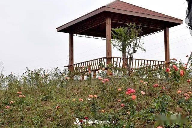 山東滕州北辛街道建成一座月季花海，總占地100畝真漂亮！(圖10)