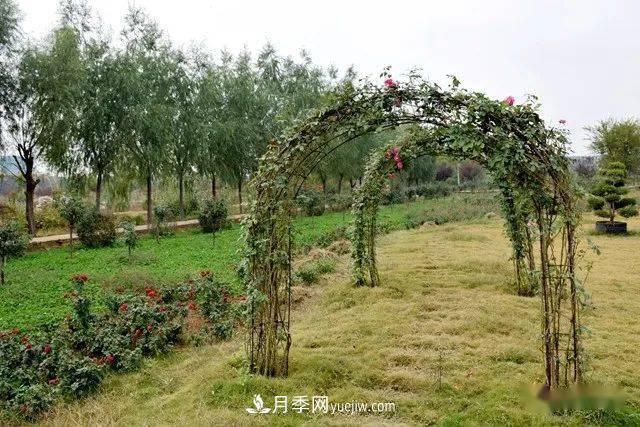 山東滕州北辛街道建成一座月季花海，總占地100畝真漂亮！(圖9)