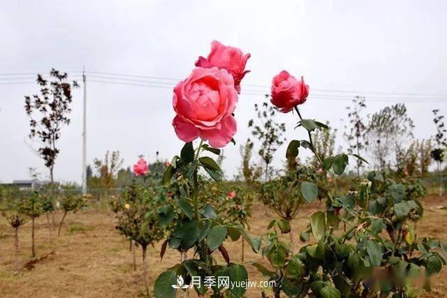 山東滕州北辛街道建成一座月季花海，總占地100畝真漂亮！(圖15)