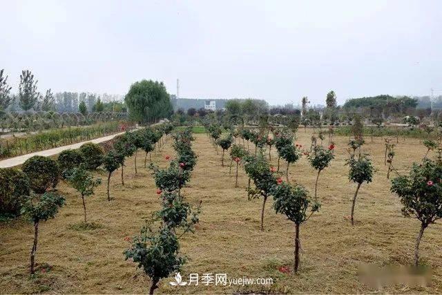 山東滕州北辛街道建成一座月季花海，總占地100畝真漂亮！(圖14)