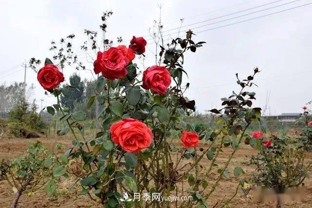 山東滕州北辛街道建成一座月季花海，總占地100畝真漂亮！(圖13)