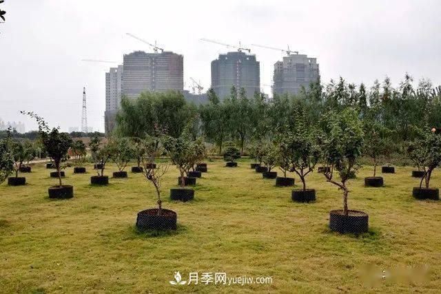 山東滕州北辛街道建成一座月季花海，總占地100畝真漂亮！(圖16)