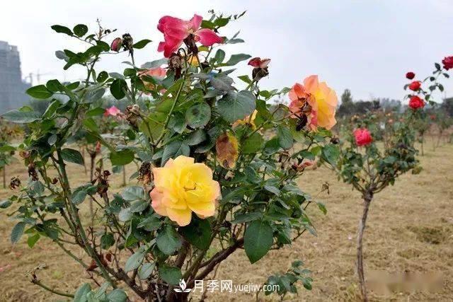 山東滕州北辛街道建成一座月季花海，總占地100畝真漂亮！(圖12)