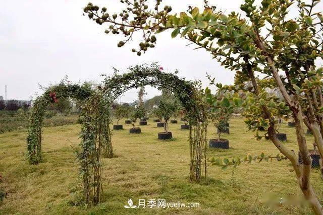 山東滕州北辛街道建成一座月季花海，總占地100畝真漂亮！(圖17)