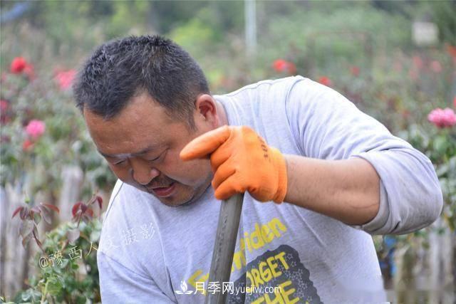收來的月季老樁15塊錢一棵，枯死只能當柴火，走進南陽內鄉(xiāng)樹形月季園(圖7)
